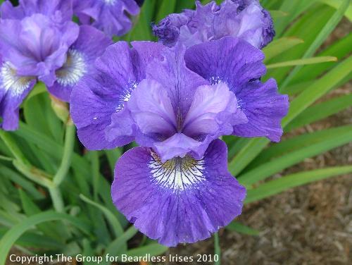 Blueberry Fair 1